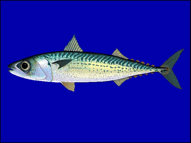 Live bait is normally easy to catch and may consist of slimy mackerel which are small fish approximately twenty centimeters in length but can grow to a length of fifty centimeters.