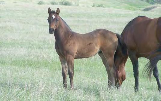 She is this mare s fi rst foal.