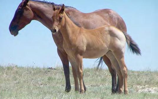 Besides good, straight legs for a formation, this colt s pedigree can be traced back to great horses early in the AQHA history like: #P4-Joe Bailey, #P11-Nick Shiek and #P12-Coboy.