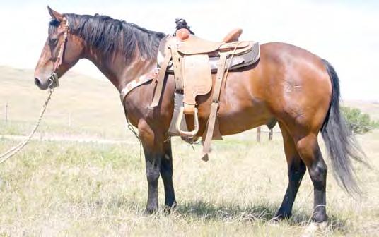 His sire HR Hickory Player is an NCHA money earner and has produced many talented cutting horses.