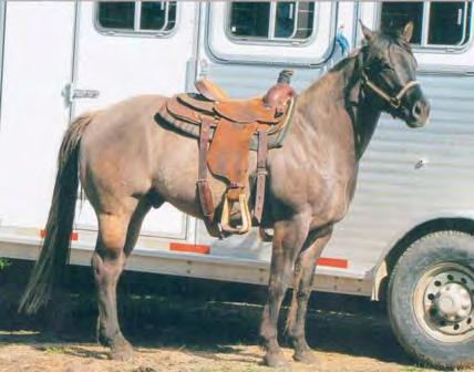 He was shown in halter as a 2-year-old and took first place every time. He has a real good go under saddle. He is a very natural working cow horse.