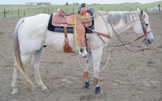 Out of our buckskin stud who has sired numerous barrel horses in the area. Home raised and broke.