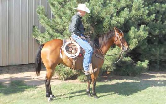 Bar Rio Leo Doll Hollywood Gossip Colonel Madison Poncho is 14.1 hands, 1,050 lbs. Poncho is a half brother to Leos Buddy Superstar and out of a QH mare. His sire is Leos Rios Freckles.