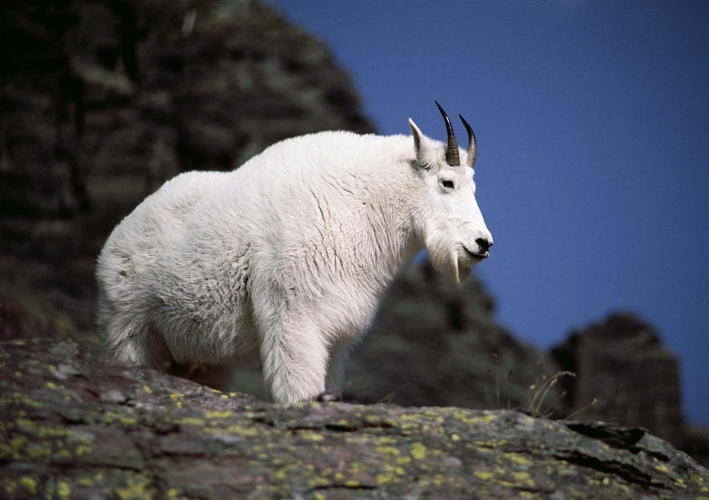 ROCKY MOUNTAIN GOATS: Table of Contents Overview Life history... 127 Distribution... 127 Management.