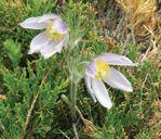 prairie crocus Grassland Natural Region If you like warm, dry weather, endless horizons, and a landscape shaped by glaciers 10,000 years ago, you ll enjoy exploring the Grassland Natural Region.
