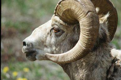 PROTECTING NATURE kudrq di r~ikaw krni! bighorn sheep Parks are great places to visit and explore. Parks also play an important role protecting the landscapes that wild animals and plants need.