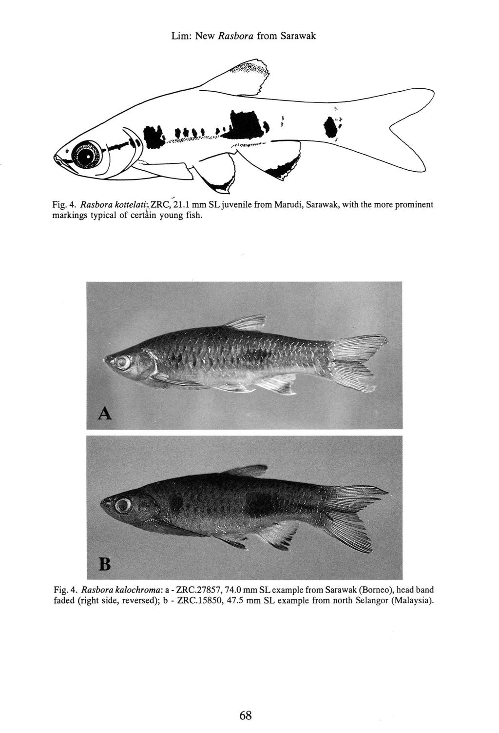 " Fig. 4. Rasbora kottelati;,zrc, 21.1 mm SLjuvenile from Marudi, Sarawak, with the more prominent markings typical of cert~in young fish. Fig. 4. Rasbora kalochroma: a - ZRC.