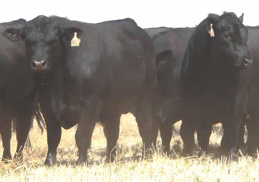 of their Progeny The Angus Sire Benchmarking