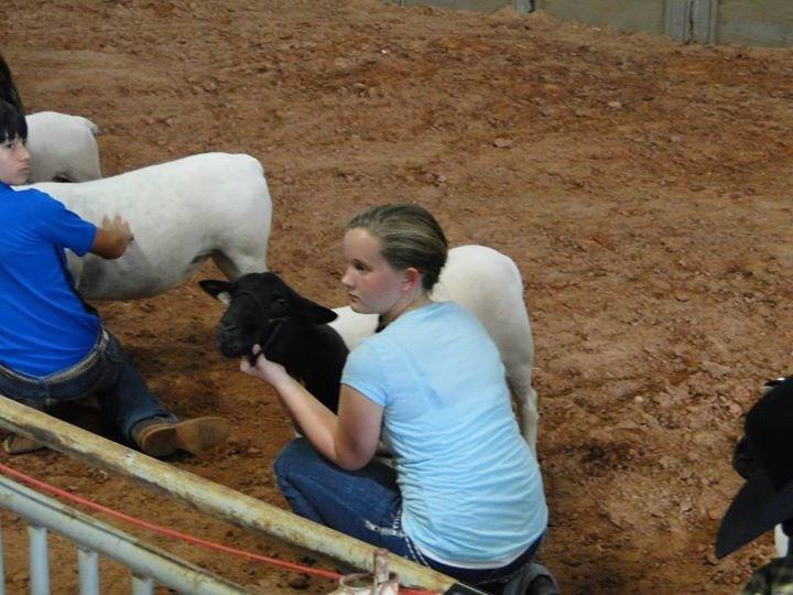 Afterwards, a free "Dorper 101" Seminar was held, with participants being shown with live sheep covering what the ideal dorper breeding sheep should look like.