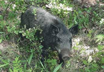 OTHER INFORMATION FERAL HOGS Ferl hogs re ny hog, including Russin nd Europen wild bor, tht is not identified by er tgs or other identifiction nd is roming feely on public or privte lnd.