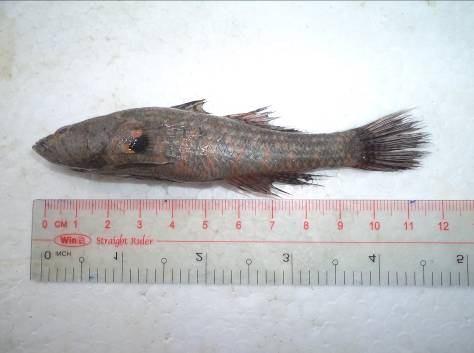 Hình 6: Cá bống trân. Cá bống cấu - Butis humeralis (Valenciennes, 1837) : Đầu to dẹp bằng. Mõm dài, nhọn, hướng lên. Miệng trên, rộng, hàm dưới dài hơn hàm trên.