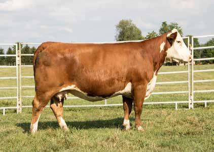 LOT 20 LOT 20A This heifer calf is