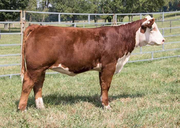 s selection in an earlier Ridgeview sale for $9000 who went on to win her class at the