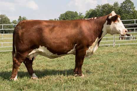 The heifer calf has the style,