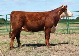 as a breed improving herd sire.