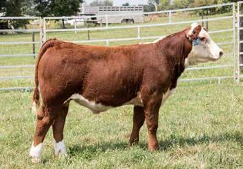 LOT 47 This may be the genetic gem of the sale.