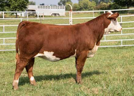 The pick of two full sisters in the Reno sale by Colyers