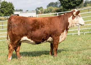 LOT 58 This spectacular Catapult bred heifer is so very
