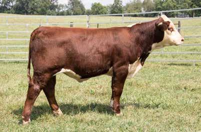 Lot 5A LAKE Lady 225U Dam of Lot 5 All should find and