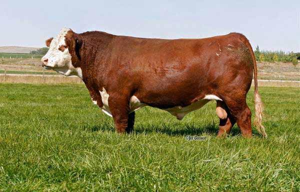 here. NJW 73S M326 Trust 100W et Featured Sire Lot 6 This