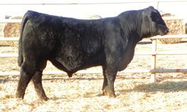 Lucy 147 #Leachman Saugahatchee 3000C +Sister Sara +6 +2.3 +50 +24 +84 I+28 I+.37 I+.88 I+.021 We have a pair of bulls sired by the very popular Black Granite.