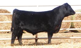 McCabe Yearling Angus Bulls McCabe IDEAL PRODUCT 6956 188 BULL CALVED: 3/22/16 18688676 #Connealy Final Product Connealy Product 568 Cherry Knoll l Ideal Product #Ebonista of Conanga 471 +Cherry
