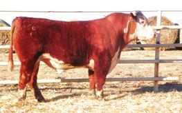 We also used BMI CEZ BII CHB this bull on our own registered cows this past +17 +13 +15 +23 fall. We won t have have pictures in the catalog of these bulls because of using them.