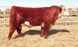 194 McCabe Two-Year Old Hereford Bulls 198 McCabe EHF 046 L1 Advance 537 BULL CALVED: 3/18/15 43569582 L1 Domino 01384 EE 03571 L1 046 L1 Dominette 00532 EE MS 138 L1 374 EE 9005 L1 138 EE 250 MSL1
