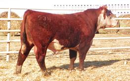 12 Horned - A brother to the previous bull and again a straight Line 1 pedigree. If you want to BMI CEZ BII CHB build a cow herd these Line 1 bred bulls have +13 +14 +10 +21 no equal.