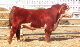200 McCabe Two-Year Old Hereford Bulls 202 McCabe SHF Incentive 577 ET BULL CALVED: 2/11/15 43605038 CRR About Time 743 THM Durango 4037 RST Times A Wastin 0124 CRR D03 Cassie 206 RST MS 1000 Blazer