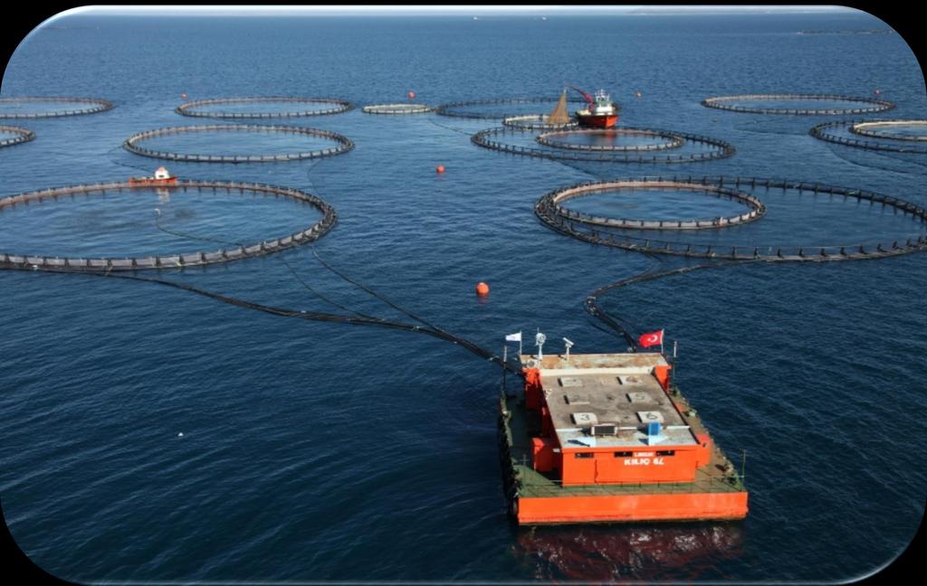 Offshore sea farming