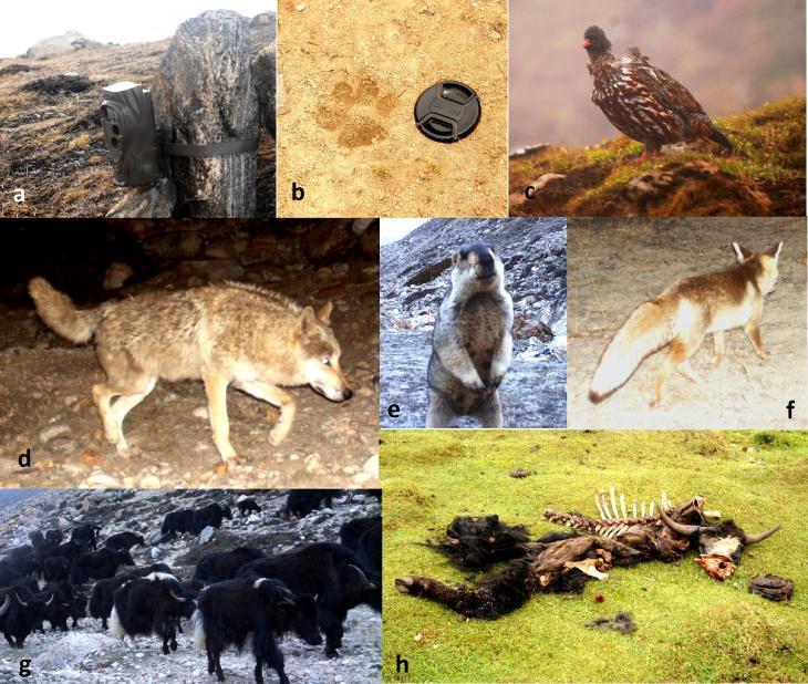 PRELIMINARY OBSERVATIONS ON THE CRYPTIC FAUNA OF SIKKIM TRANS-HIMALAYA, INDIA effort. Both encounter rates and photo-capture rates were used as indices of animal abundance.