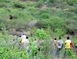 Photos: Elephant in bushland area between settlement, and crowds of people gathering to see the elephants.