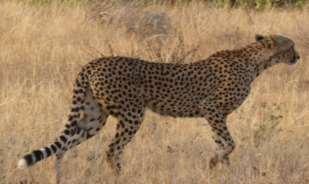 document cheetah sightings and verify ID s. In 2014, there were eight cheetah cubs born in Samburu and Buffalo NR.