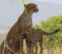 Two single male cheetahs frequent the Koitigor and Larsons area of the reserve and a coalition of two males are regularly seen around the Sopa Lodge area.