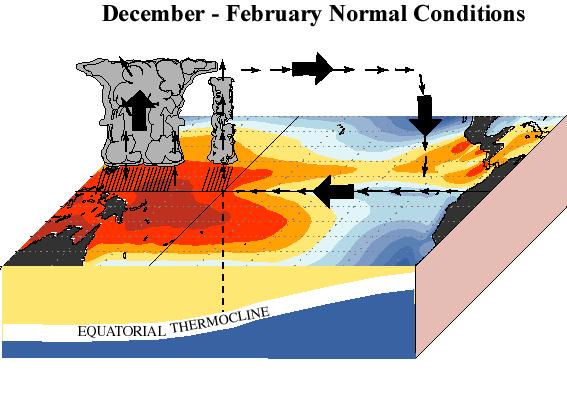 Surface water flow from east toward west, upwelling Deep thermocline and warm water in western