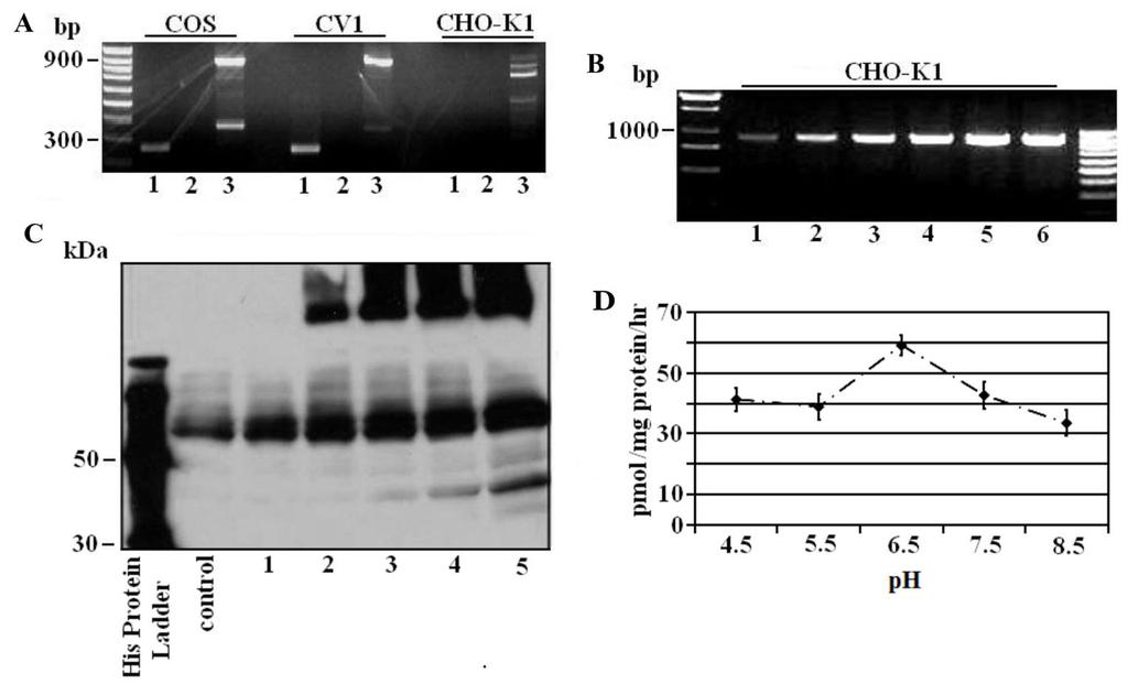Titus et al. Page 17 Fig. 1. 5α-Reductase enzyme mrna expression, protein expression, and enzymatic and inhibition assays using CHO-K1cells.