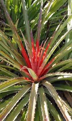 If anyone goes even more deeply into things, usually it involves pests of bromeliads.