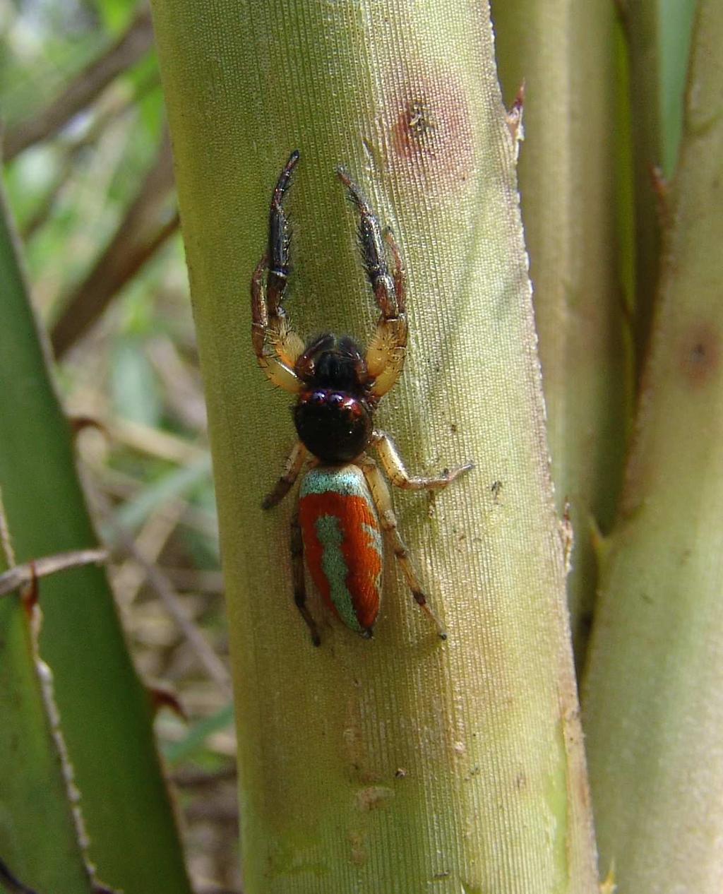 While many types of beetles attack the body of bromeliads in Central and South America, none seem to have become established in cultivation here.