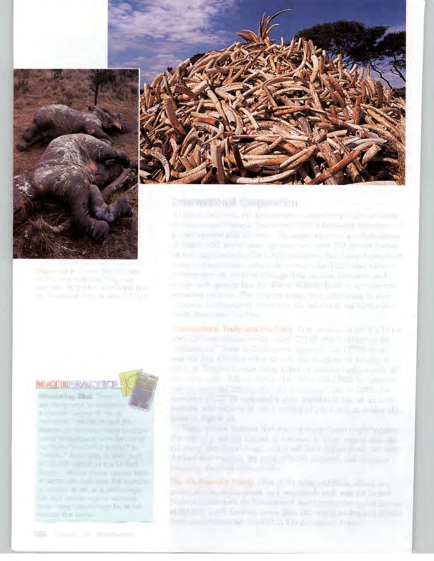 Figure 16 Ill> Scenes like this one of elephant tusk poaching were common before the worldwide ban on the sale of ivory as part of CITES.
