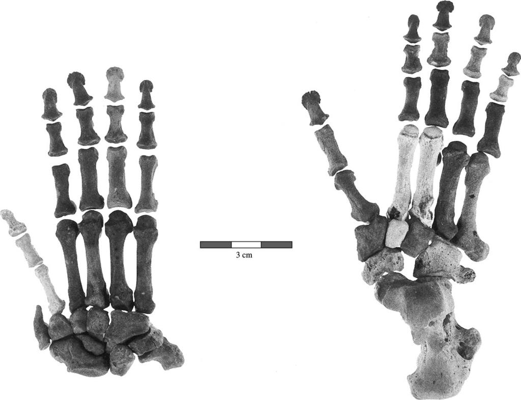 42 W.L. Jungers et al. / Journal of Human Evolution 49 (2005) 36e55 Fig. 1. The hand (left) and foot (right) of Archaeolemur cf.