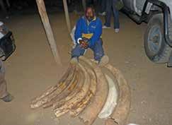 Daniel Karanja Muchiri) arrested in Narok town on the 30th of July 2014 and charged with illegal possession of 9 pieces of ivory weighing 84 kilograms (OB Number 92/30/7/14).