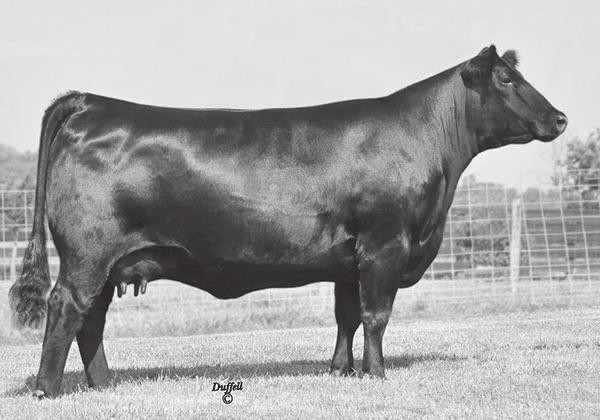 Open Heifers S Chisum 6175 - Lots 10 and 12 are sired by a son of this well known Angus sire 9 OGA Up Front Gal D18 Calved: 10/10/2016 Cow: 18797452 Tattoo: OGD18 #+ GDAR Game Day 449 #+ Boyd New Day