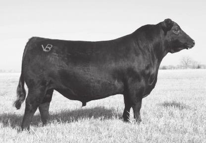 24 26 Fall Cow Calf Pairs and Fall Calving Cows JMB Traction 292 - Sire of Lot 24 and 30 LPH Pride 556 Calved: 10/3/2015 Cow: 18376891 Tattoo: 556 Sitz Top Game 561X #+ GDAR Game Day 449 JMB Traction