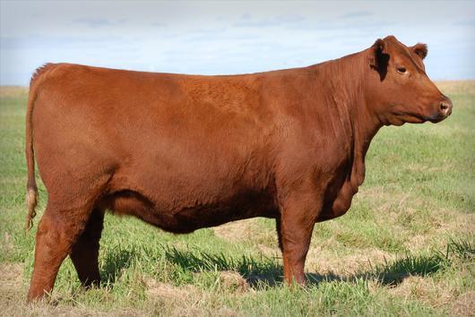 04 Duchess has been a favorite since birth. She is an easy fleshing, big ribbed, wide based heifer with the phenotype to stand in the front pasture or the show ring.