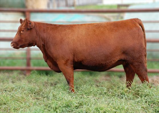 0 Nellie is the right kind that should never leave the ranch. Her near perfect phenotype is backed by some of the most interesting maternal genetics we have developed here at SSS.