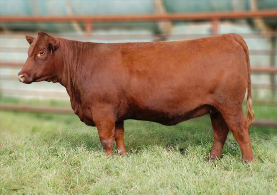 03 Princess is a ultra feminine, sharp fronted, long spined Staunch daughter. Her dam is by Moonshine the $40,000 high selling bull at the Crowfoot dispersal.