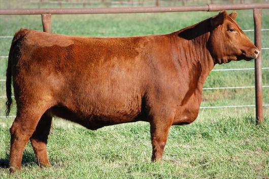 010 Nellie comes from one of the original cow families at SSS. She is a sound, smooth made, feminine bred heifer that is moderate in her frame without sacrificing depth of rib or length of body.