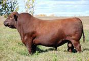 Her dam, 189Y is a typical Soldier daughter, she is moderate and dark red with a solid udder structure.