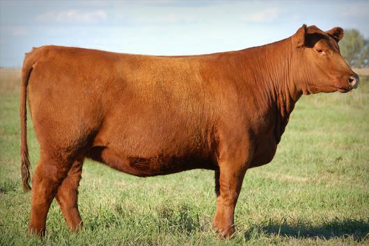 004 150B is a very complete made female with a great dam. 132Z was a top selling female in the 2013 Red Roundup sale to the Haycock family in Australia.